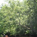 20130621_1331_Big tree over the stream